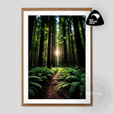 Under the Redwood Giants — A6 Fine Art Greeting Card front, Hiriwā Digital Art