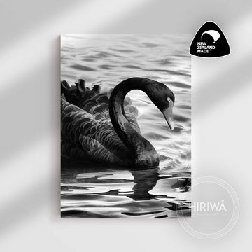 Kakīānau | Black Swan (Canvas)