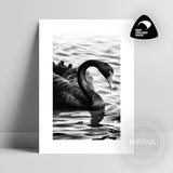 Kakīānau | Black Swan (Print)