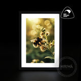 Meadow Bee Blossoms artwork featuring a bumblebee among white flowers in warm golden light by Hiriwā Digital Art.