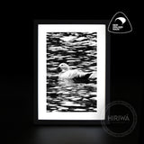 Pūtangitangi | Paradise Duck (Print)