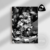 Red Horse-Chestnut Tree (Canvas)