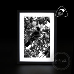 Tūī (Print)